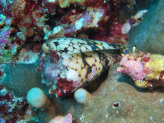 Conus bandanus
