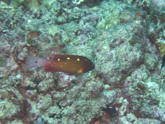 Bodianus diana