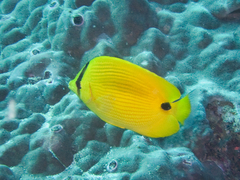 Chaetodon andamanensis
