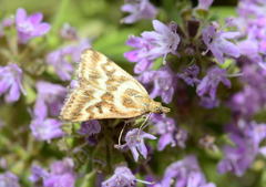 Pyrausta limbopunctalis