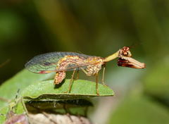 Mantispa styriaca