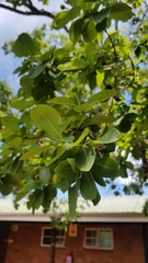 Dais cotinifolia