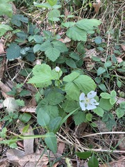 Rubus roribaccus