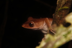 Polypedates colletti