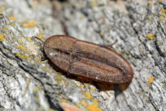 Cossyphus tauricus