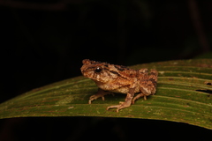 Ingerophrynus divergens