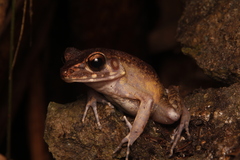 Pulchrana baramica