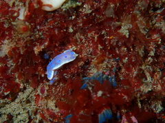 Goniobranchus thompsoni