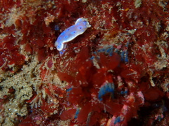 Goniobranchus thompsoni