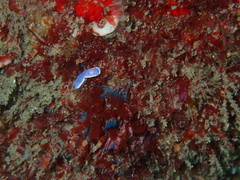 Goniobranchus thompsoni