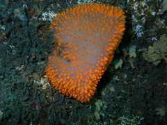 Polycitor giganteus