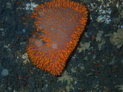 Polycitor giganteus