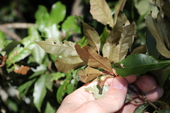 Heritiera trifoliolata