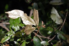 Heritiera trifoliolata