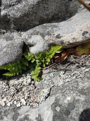 Asplenium adiantum-nigrum adiantum-nigrum