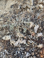 Astragalus lupulinus