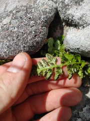 Asplenium adiantum-nigrum adiantum-nigrum