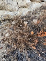 Pulsatilla tenuiloba
