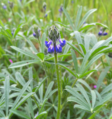 Lupinus polycarpus