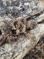 Dracocephalum pinnatum