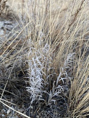 Cymbaria daurica
