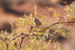 Haemorhous mexicanus