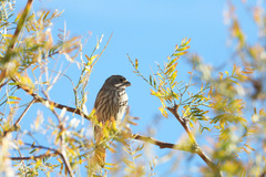 Haemorhous mexicanus