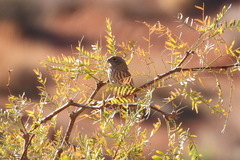 Haemorhous mexicanus