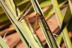 Libellula saturata