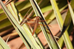 Libellula saturata