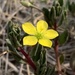 Kalahari Butterweed - Photo (c) Riana Fourie, some rights reserved (CC BY-NC), uploaded by Riana Fourie