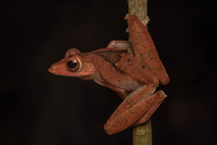 Polypedates colletti