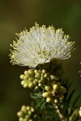 Melaleuca systena