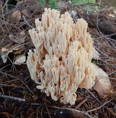 Ramaria velocimutans