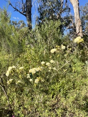 Melaleuca systena