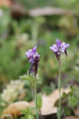 Linaria amethystea