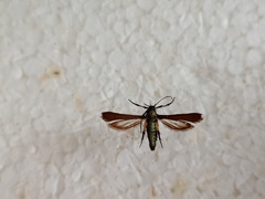 Negotinthia myrmosaeformis