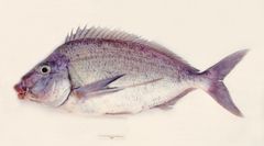 Morwong photo 4