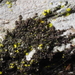 Hairy Scalewort - Photo (c) Andrew Pigniolo, some rights reserved (CC BY-NC), uploaded by Andrew Pigniolo