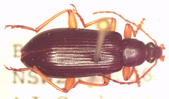 Dimorphochilus pascoei