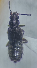 Thinodromus