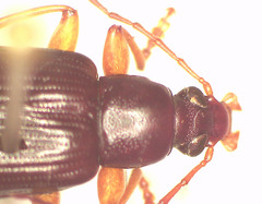 Dimorphochilus pascoei