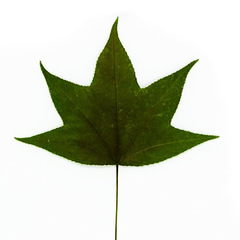 Liquidambar styraciflua