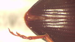 Dimorphochilus pascoei