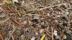 Alphasida holosericea