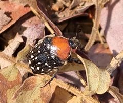 Clinteroides permutans