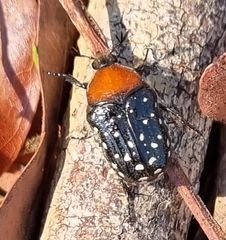 Clinteroides permutans