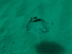 Trygonoptera personata