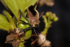 Rhynocoris erythrocnemis