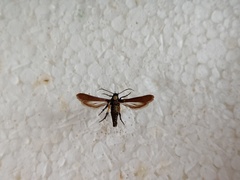 Negotinthia myrmosaeformis